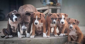 Amerikiečių Stafordšyro terjerų šuniukai