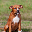 Amerikiečių Stafordšyro terjerų šuniukai (nuotrauka #5)