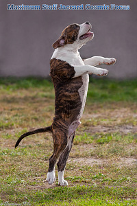 Amerikāņu stafordšīras terjers, amstaff, kucēni (2 foto no 3)