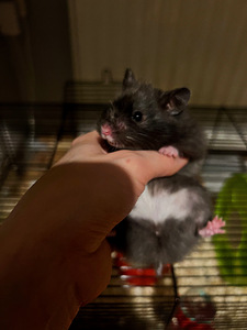Müüa hamster. (5 foto / 6)