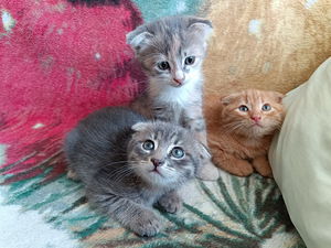 Вислоухие котята (2 фото из 4)