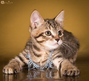 Котята курильского бобтейла (3 фото из 3)