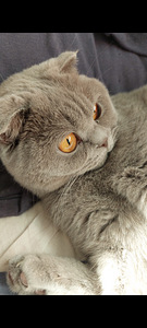 Kissat (1 valokuva sivusta 3)