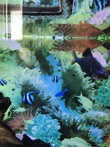 Akvaarium 60L + täis varustus (3 foto / 10)