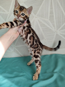 Бенгальский котенок (мальчик)