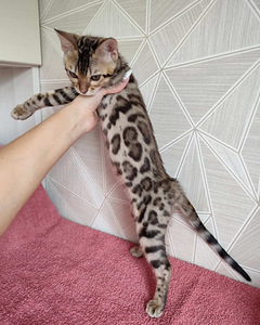 Бенгальская кошка