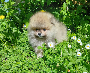 Pomeranian kutsikad (6 foto / 10)