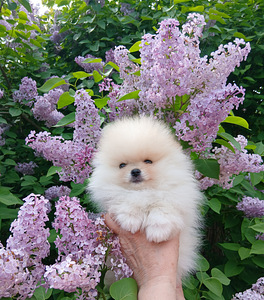 Pomeranian kutsikad (7 foto / 10)