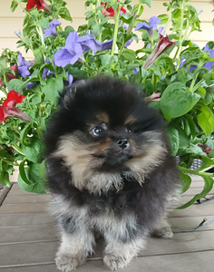 Pomeranian (4 foto / 7)