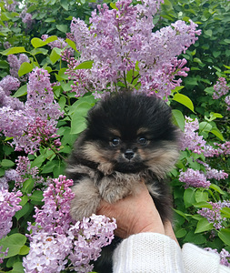 Pomeranian (3 foto / 7)