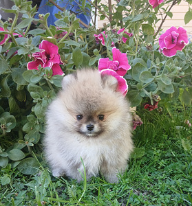 Pomeraniani kutsikas (3 foto / 8)