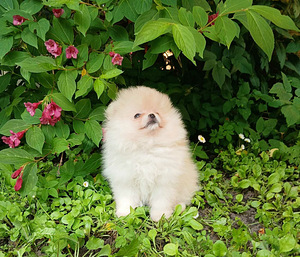Pomeranian kutsikas (3 foto / 8)
