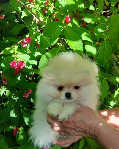 Pomeranian kutsikas