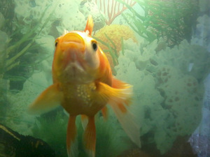 Золота рибка
