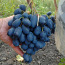 Саджанці винограду, виноград, саджанці, Елітні сорти (фото #2)
