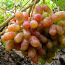 Саджанці винограду, виноград, саджанці, Елітні сорти (фото #3)