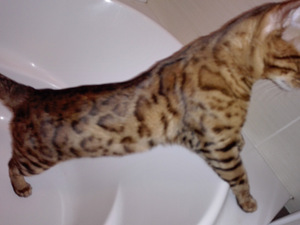 Бенгальский кот Брест