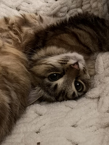 Молодая кошка (2 фото из 3)