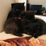 Черные pärsia-exotic котята (фото #3)