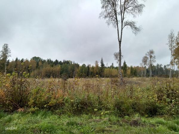 Земельный участок в деревне Раудоя, волость Ания (фото #2)