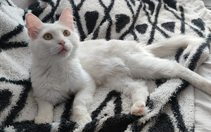 Отдам Кота / Annan ära kassi (3 фото из 8)