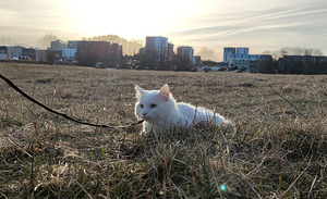 Отдам Кота / Annan ära kassi (4 фото из 8)