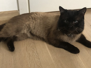 Котята/Kassipojad (1 фото из 4)