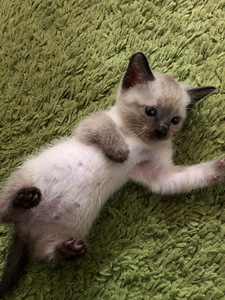 Котята/Kassipojad (2 фото из 4)