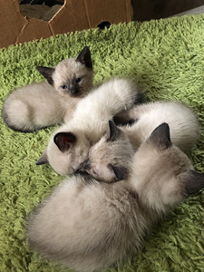 Котята/Kassipojad (3 фото из 4)