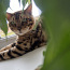 Бенгальский кот (фото #1)