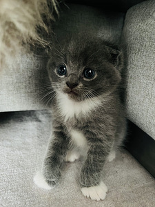 Müüa imearmas hall Scottish fold isane kassipoeg (1 foto / 3)