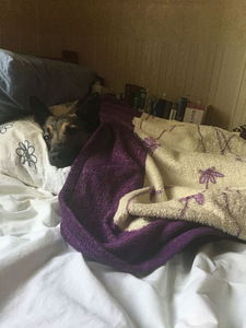 Pois. Kutsikate jaoks. Malinois Kutsikate jaoks.Malinois (6 foto / 10)