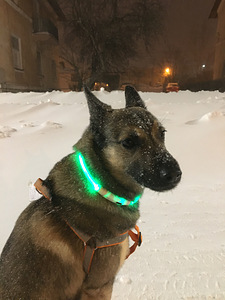 Pois. Kutsikate jaoks. Malinois Kutsikate jaoks.Malinois (2 foto / 10)