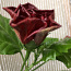 Китайская роза. Цветок для офиса или просторных помещений. (фото #3)