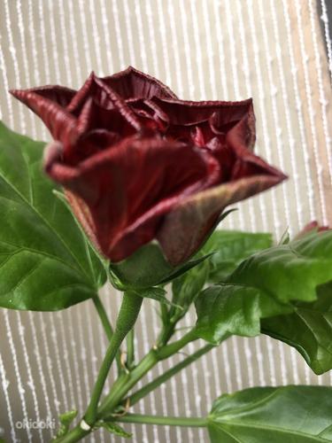 Китайская роза. Цветок для офиса или просторных помещений. (фото #3)
