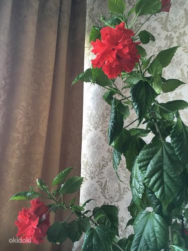 Китайская роза. Цветок для офиса или просторных помещений. (фото #4)