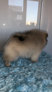 Pommeri spitsi kutsikas (5 foto / 10)