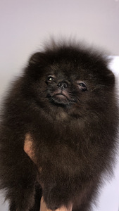 Pommeri spitsi kutsikas (3 foto / 10)