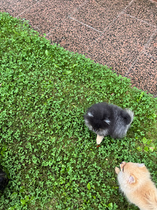 Miniatuurne pomeraniani kutsikas (5 foto / 8)