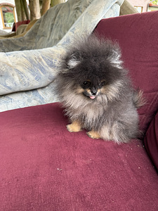 Miniatuurne pomeraniani kutsikas (7 foto / 8)