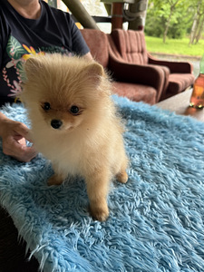 Miniatuurne pomeranian kutsikas (1 foto / 7)