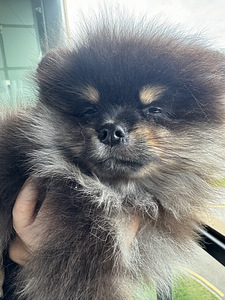 Pomeranian spitsi kutsikas (1 foto / 6)