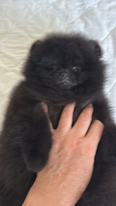 Pomeranian spitsi kutsikas (5 foto / 5)