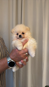 Pomeranian kutsikas (2 foto / 3)