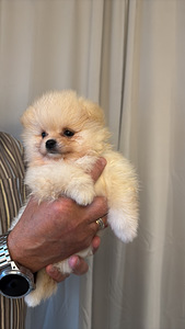 Pomeranian kutsikas (3 foto / 3)