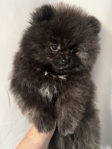 Pomeranian spits (1 foto / 5)