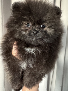 Pomeranian spits (4 foto / 5)