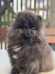 Eksklusiivne tiigrikarva pomeraniani superkutsikas (5 foto / 10)