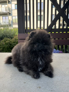 Eksklusiivne tiigrikarva pomeraniani superkutsikas (6 foto / 10)