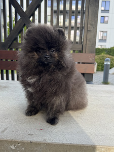 Eksklusiivne tiigrikarva pomeraniani superkutsikas (8 foto / 10)